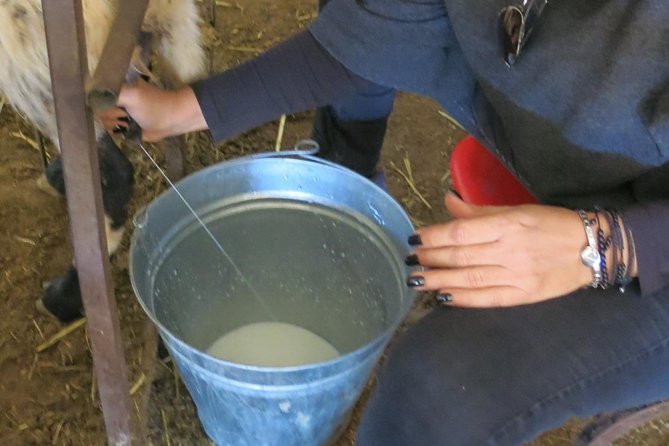 Halloumi Heaven: Cheese-Making Class & Troodos Mountain Villages 8h - Reviews