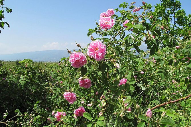 Kazanlak-Rose Valley-Valley of the Thracian Kings - Private Tour From Plovdiv - Visitor Pick-Up