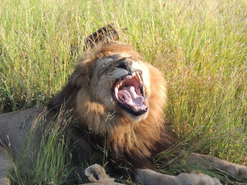 Kruger National Park: Wildlife-Watching Safari - Booking Information