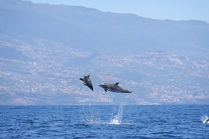 Magic Dolphin Celebrity - Frequently Asked Questions