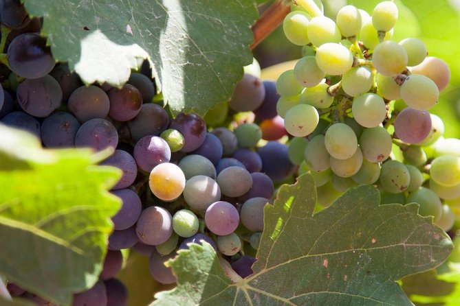 Mallorca Half Day Private Wine Tour With Wine Tasting - Cancellation Policy