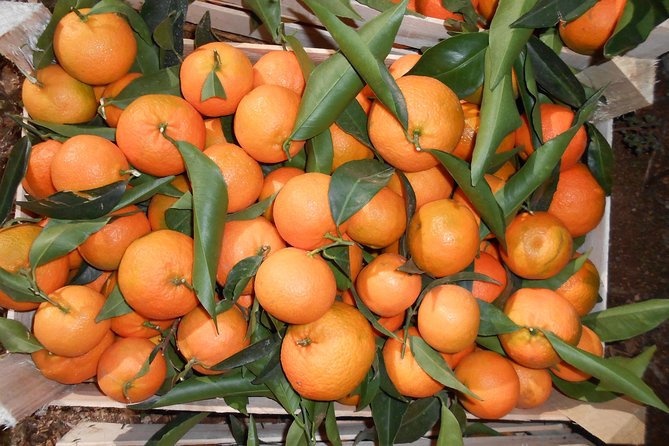 Mandarina Farming Tour With Food and Drink Tasting in Albania - Price and Booking
