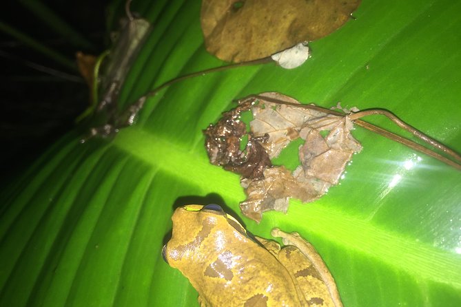 Monteverde Cloud Forest, Sloth, Hanging Bridges, Butterflies Tour - Frequently Asked Questions