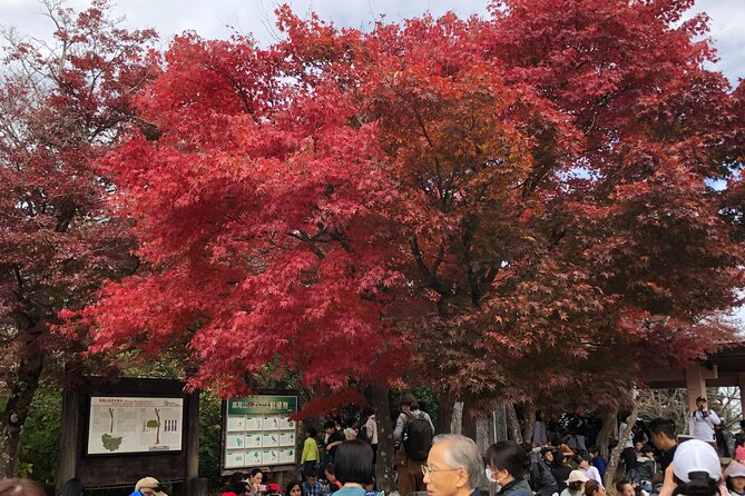 Mt. Takao Hiking Tour With Licensed Guide - Guide Identification Information
