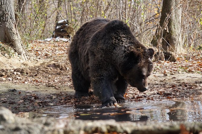 One Day Trip Bear Sanctuary, Dracula Castle, Rasnov Fortress From Brasov - Traveler Experiences