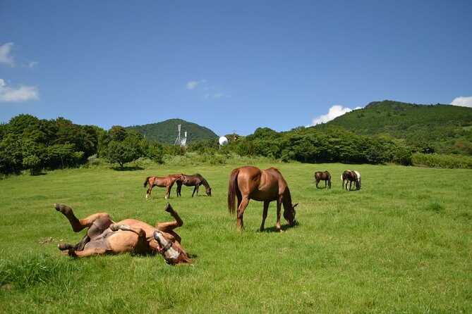Pasture Hike With Horse Whisperer at Horse Trust in Kagoshima - Additional Info