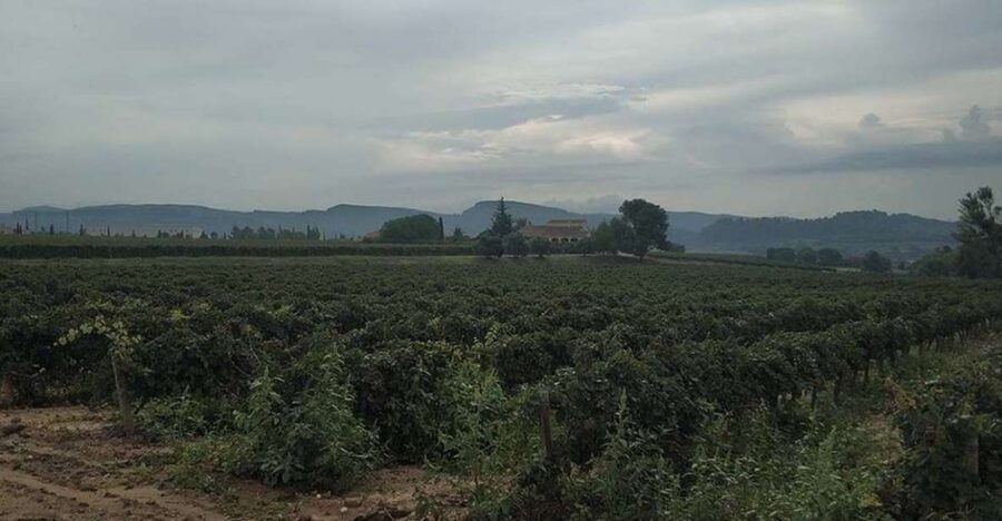 Penedes: Private Wine and Cava Tasting Tour - Good To Know