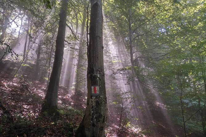 Piatra Craiului National Park Private Hiking Tour From Brasov - Frequently Asked Questions