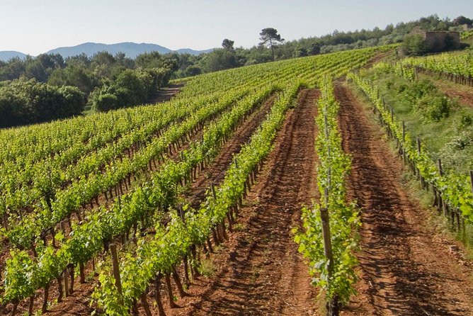 Private Day Trip: Wine Tasting Tour With Pinic Lunch From Nice - Included Experiences