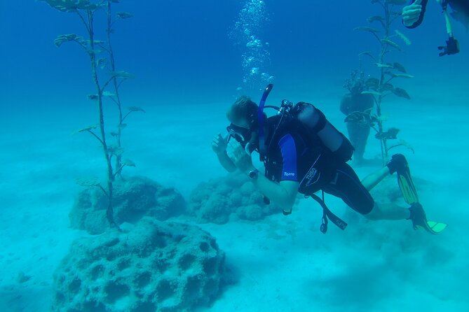 Private Diving Cyprus Experience Protaras and Ayia Napa & Turtles - Price and Booking