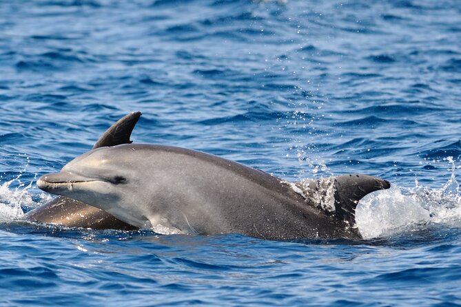 Private Family Dolphin Tour in Poreč - Whats Included