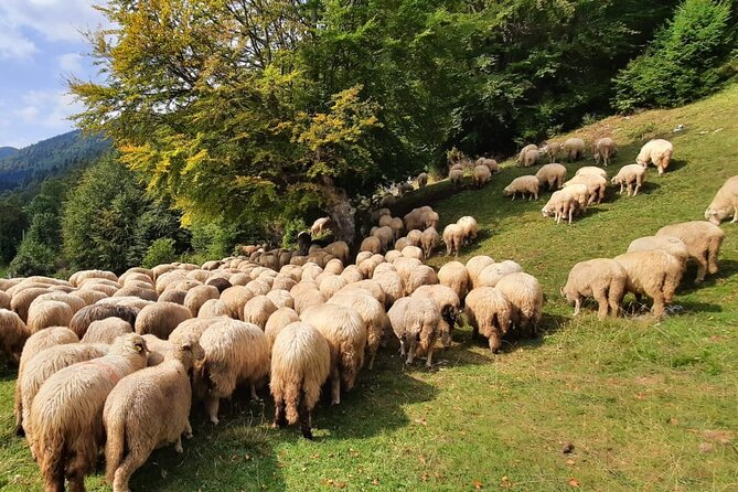 Private Full-Day Hiking Tour in Piatra Craiului National Park - Additional Info