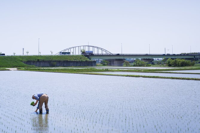 Private Rice Agriculture Experience in Mie - The Sum Up
