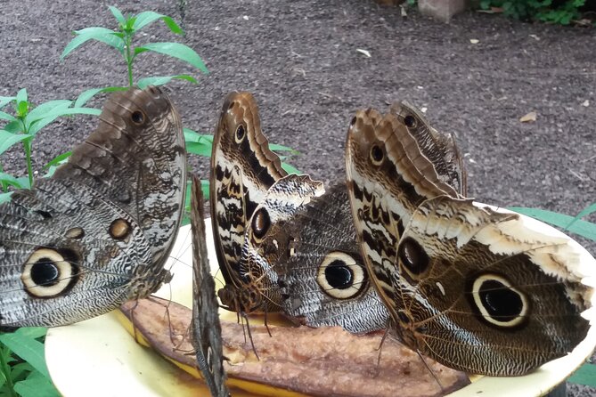 Private Tour to Mindo With Hummingbird Reserve, Tarabita and Butterfly Farm - Booking Information