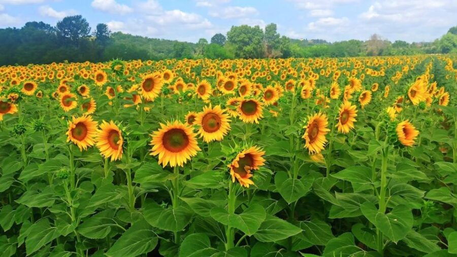 Private Tour: Visit Siena and the Rolling Hills of Chianti. - Good To Know
