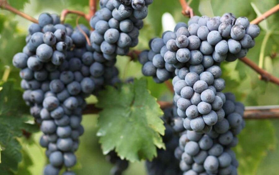 Private Transfer From Naples to Positano Stop at the Winery - Good To Know