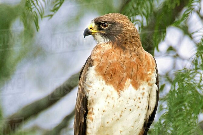 Rio Maya Bird Sanctuary and Spanish Lookout All Inclusive Birdwatching Tour - Cancellation Policy Details