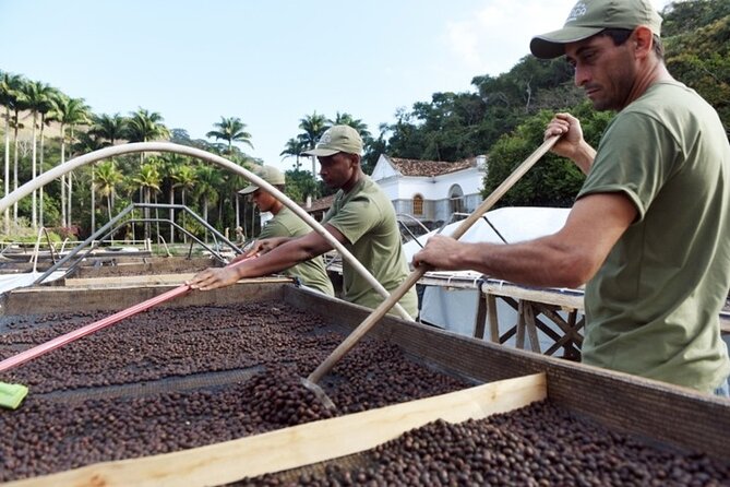 Rural Coffee Farm Tour With Breakfast & Lunch - Roasting & Tasting Experience - Tasting Experience