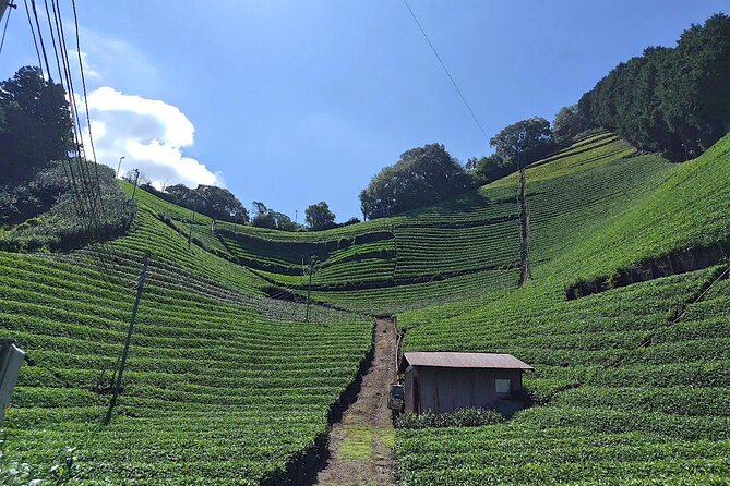 Small Group Japanese Green Tea Tasting in Shizuoka - Included Amenities