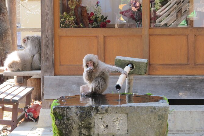 Snow Monkey Park & Shibu Onsen Afternoon Tour - Accessibility Information