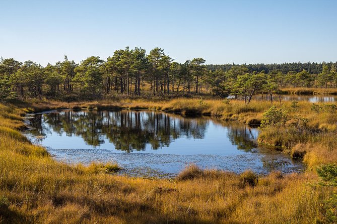 Sunrise Tour To Great Kemeri Bog - Meeting and Pickup