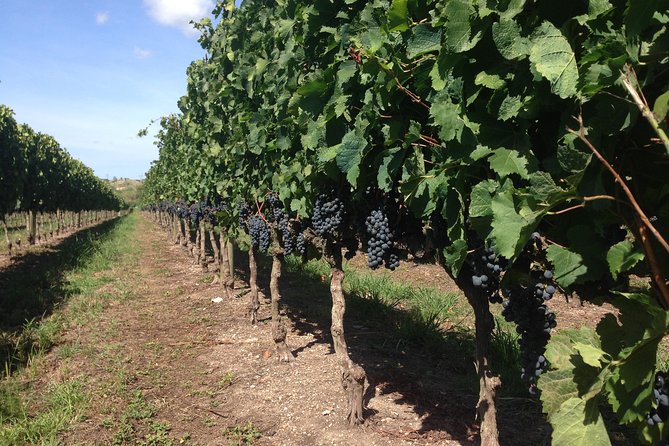 The Best Wine Tour - Frequently Asked Questions