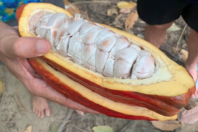 Tour Paso Del Mango Chocolate & Waterfalls - Requirements and Restrictions