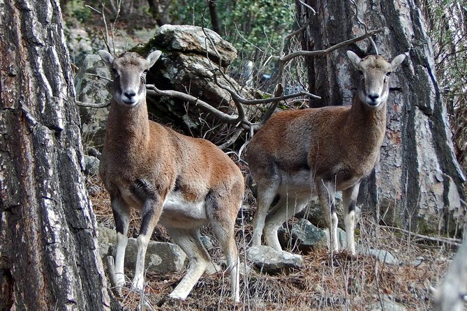 Troodos Jeep Safari From Protaras,Ayia Napa & Larnaca - Additional Info