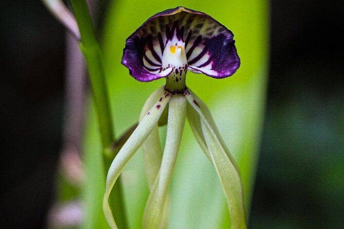 Visit The Greatest Orchid Sanctuary: Orquigonia - Half Day Tour From Coban - Getting There