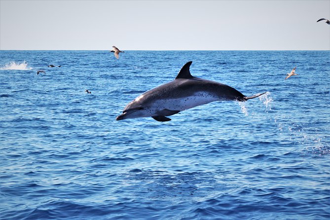 Whale and Dolphin Watching on Tercera Island - Cancellation Policy