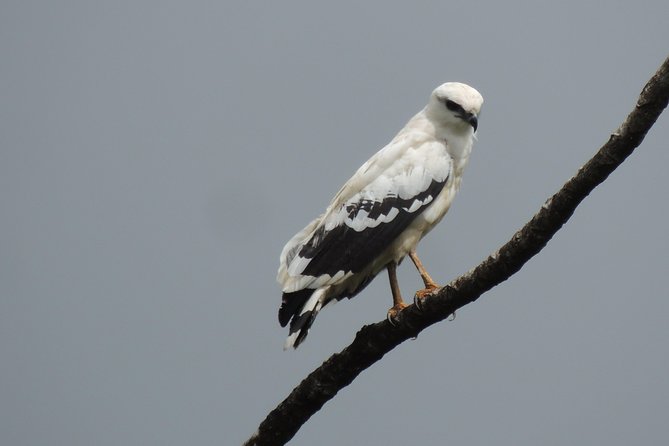 Wildlife Safari Boat Tenorio, Excellent Bird Watching Tour - Tour Policies and Guidelines