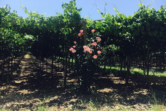 Winery Tour and Tasting in Abruzzo - Additional Details