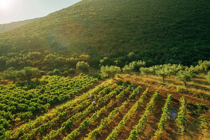 Winery Tour and Tasting in Zakynthos With the Winemaker - Customer Reviews