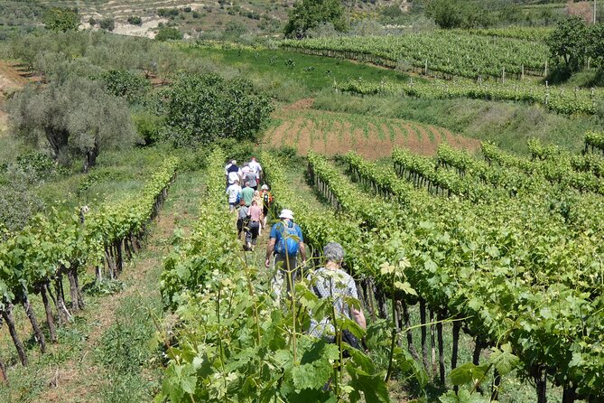 Winetasting Tour in Alpeta Winery - Roshnik Village by 1001 Albanian Adventures - Additional Information