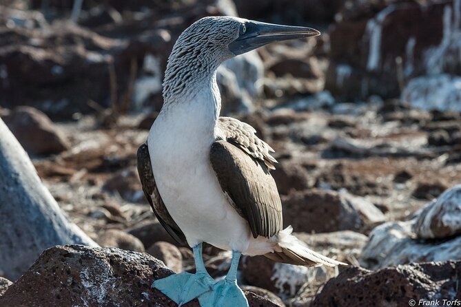 4 Day Galapagos Islands Cruise on Board the Seaman Journey