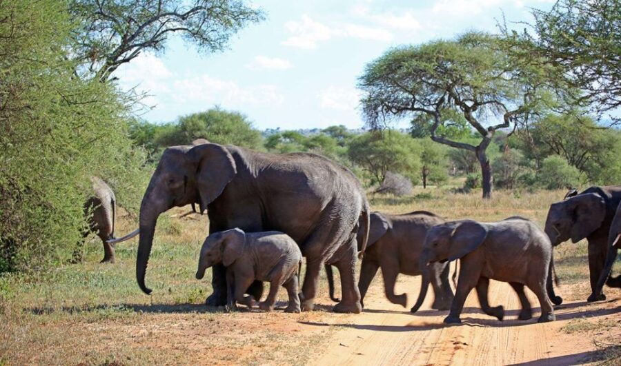 4 Day Garden Route Tour From Cape Town + Addo National Park - Inclusions