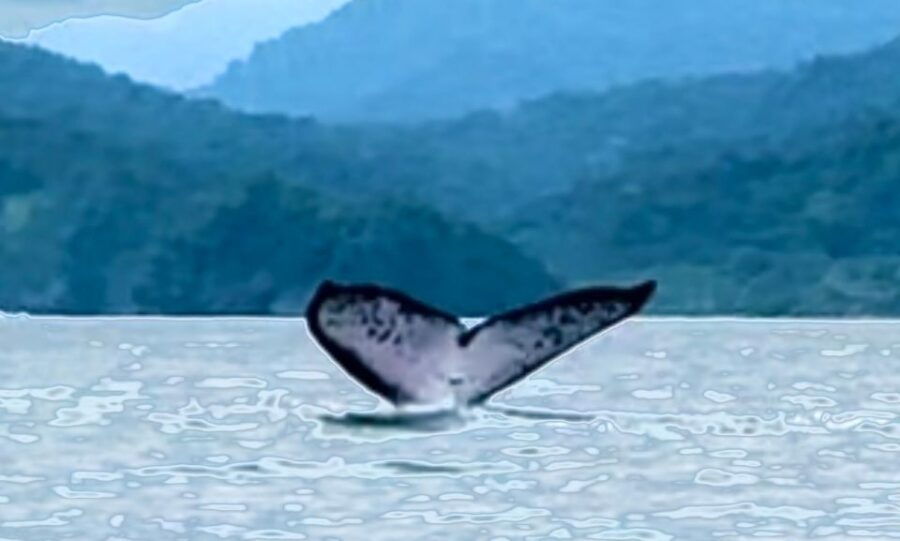 4 Days Adventure; Medellin to Nuqui- Whales!!! - Inclusions