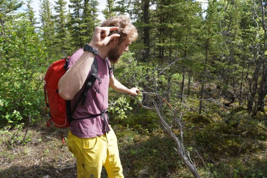 4 Hour Off-Trail Wilderness Wonders Tour in Denali - Good To Know