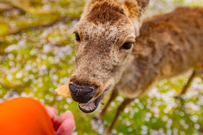 1 Day Walking Tour in Nara Palace Deer and Inkstick - Scenic Strolls