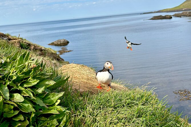 1 Hour Iceland Nature and Wildlife RIB Small Group Guided Safari - Customer Reviews