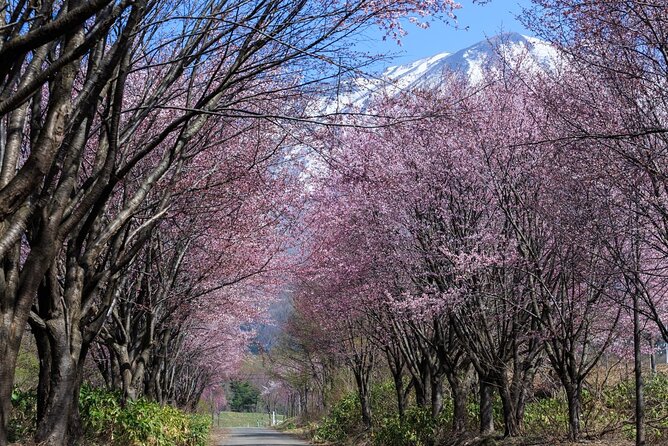 1 Hour Private Photoshoot in Aomori - Cashless Medical Treatment