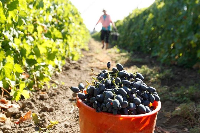 Adjarian Mountains Waterfalls Wine Tour Best Views From Batumi Kobuleti - Local Cuisine Delights