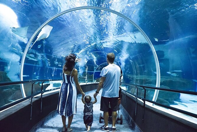 AquaRio, Museum, Boulevard Olimpico, Ferris Wheel, Transport and Tourism Guide. - Tourism Tips for Rio Travelers