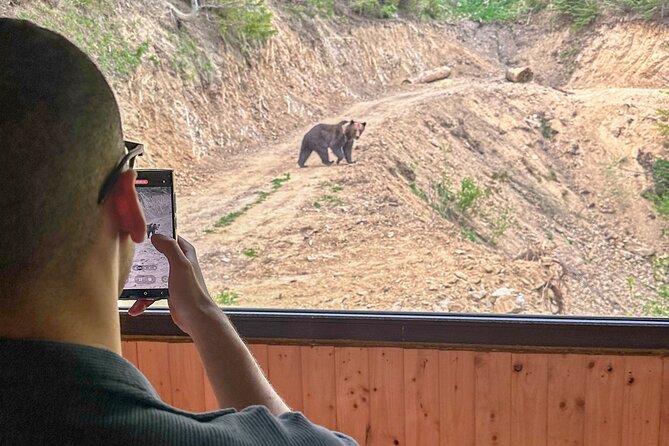 Bear Watching In Brasov: Observe Wild Bears From A Hideout - Booking and Reviews