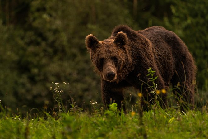 Day Trip & Bear Watching in the Land of Volcanoes - Price and Booking