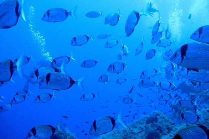 Discover Scuba Diving (2 Dives & Photos) - Cancellation Policy
