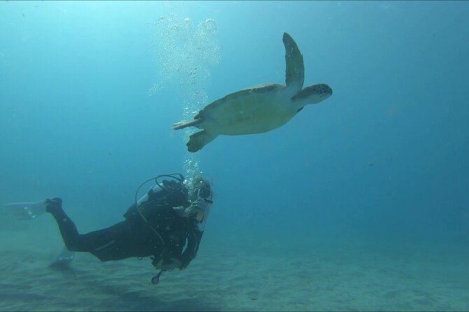 Discover SCUBA Diving With Pissouri Bay Divers - Discover Aquatic Life Up Close
