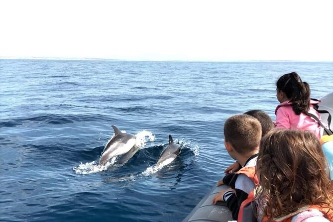 Dolphins Watching - Frequently Asked Questions