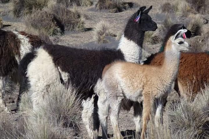 From Uyuni: Private Transfer to Potosi - Sucre - Traveler Reviews