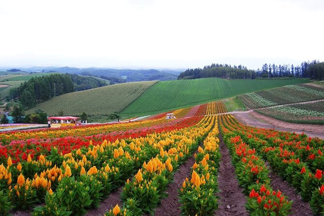 Full Day Tour Hokkaido Biei Green Pond and Furano Flower Sea - Tour Overview